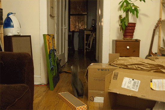 A gif of a young cat jumping