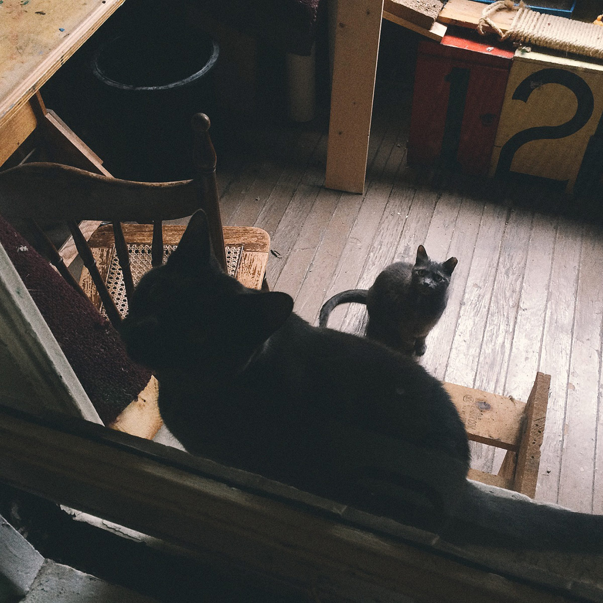 Coolest Catz on the Block