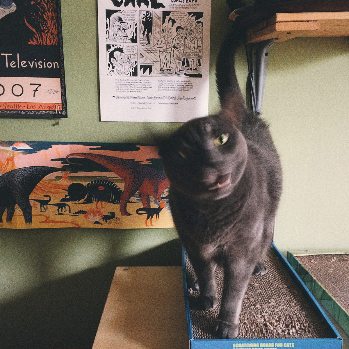 Coolest Catz on the Block