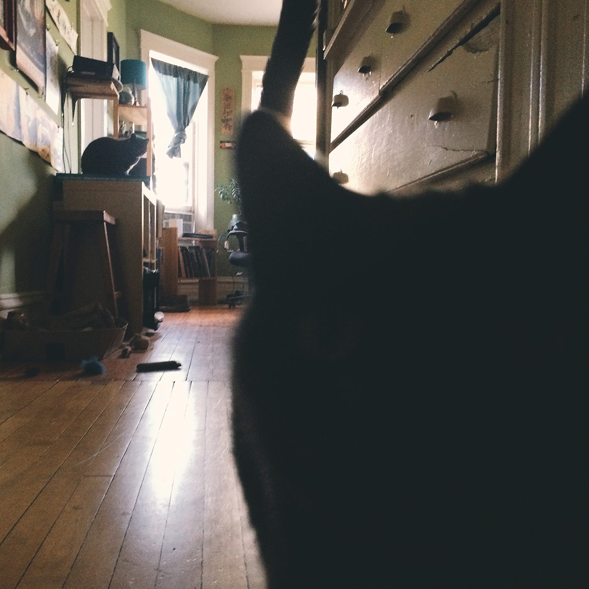 Coolest Catz on the Block