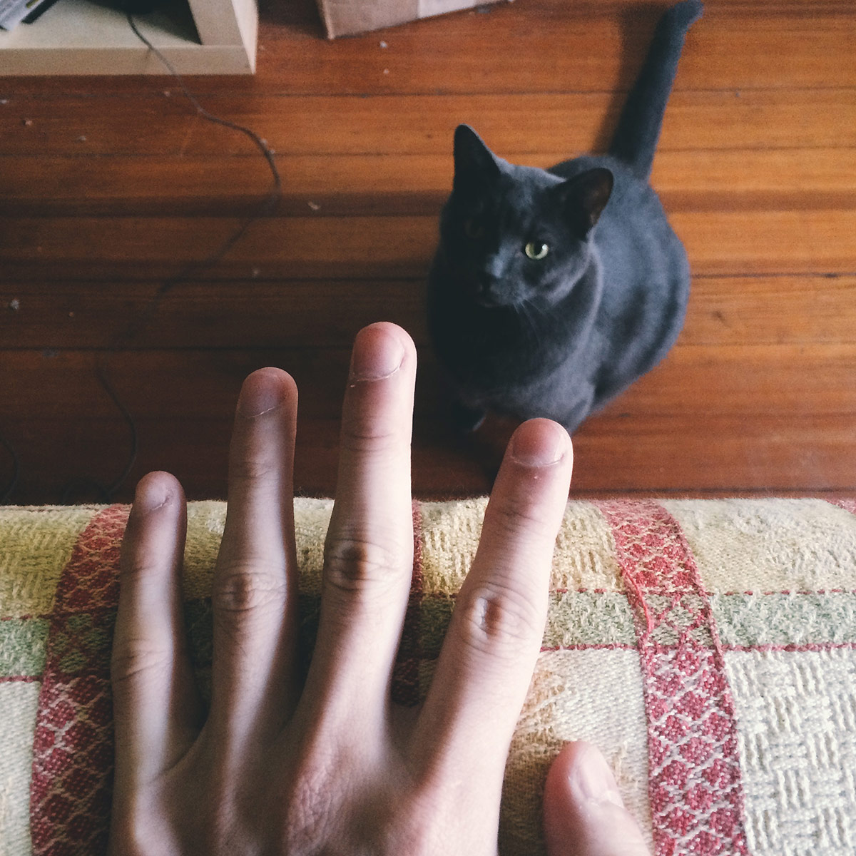 Coolest Catz on the Block