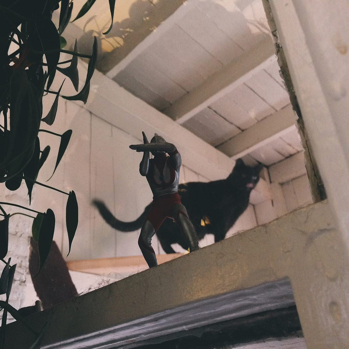 Coolest Catz on the Block