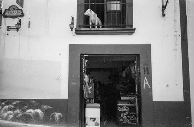 dog watchout