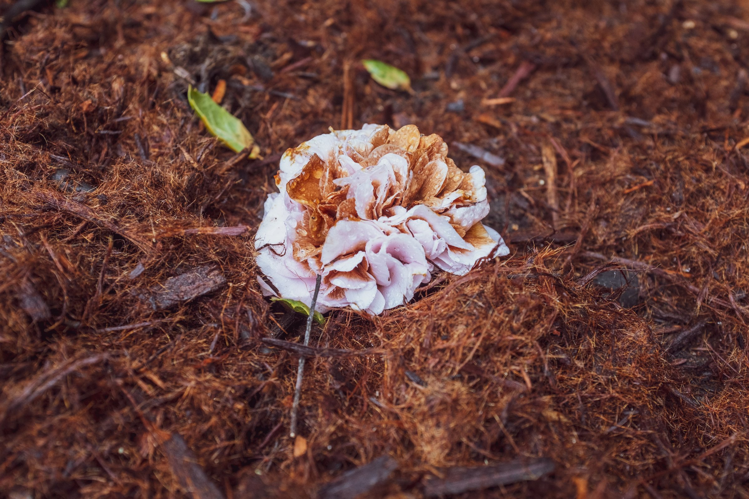 fallen but cozy