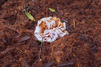 fallen but cozy