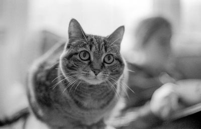 hazel
