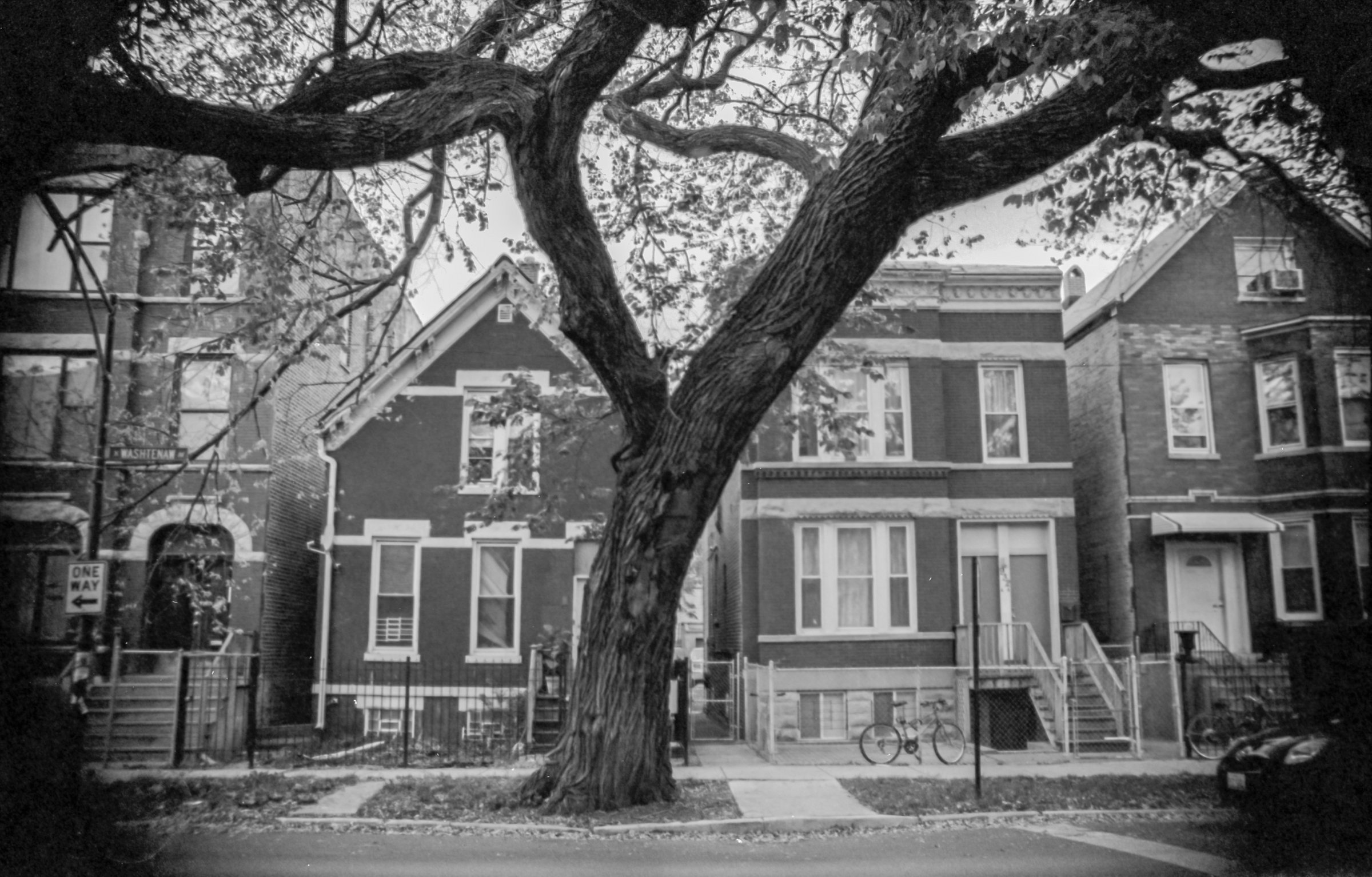 my favorite chicago tree