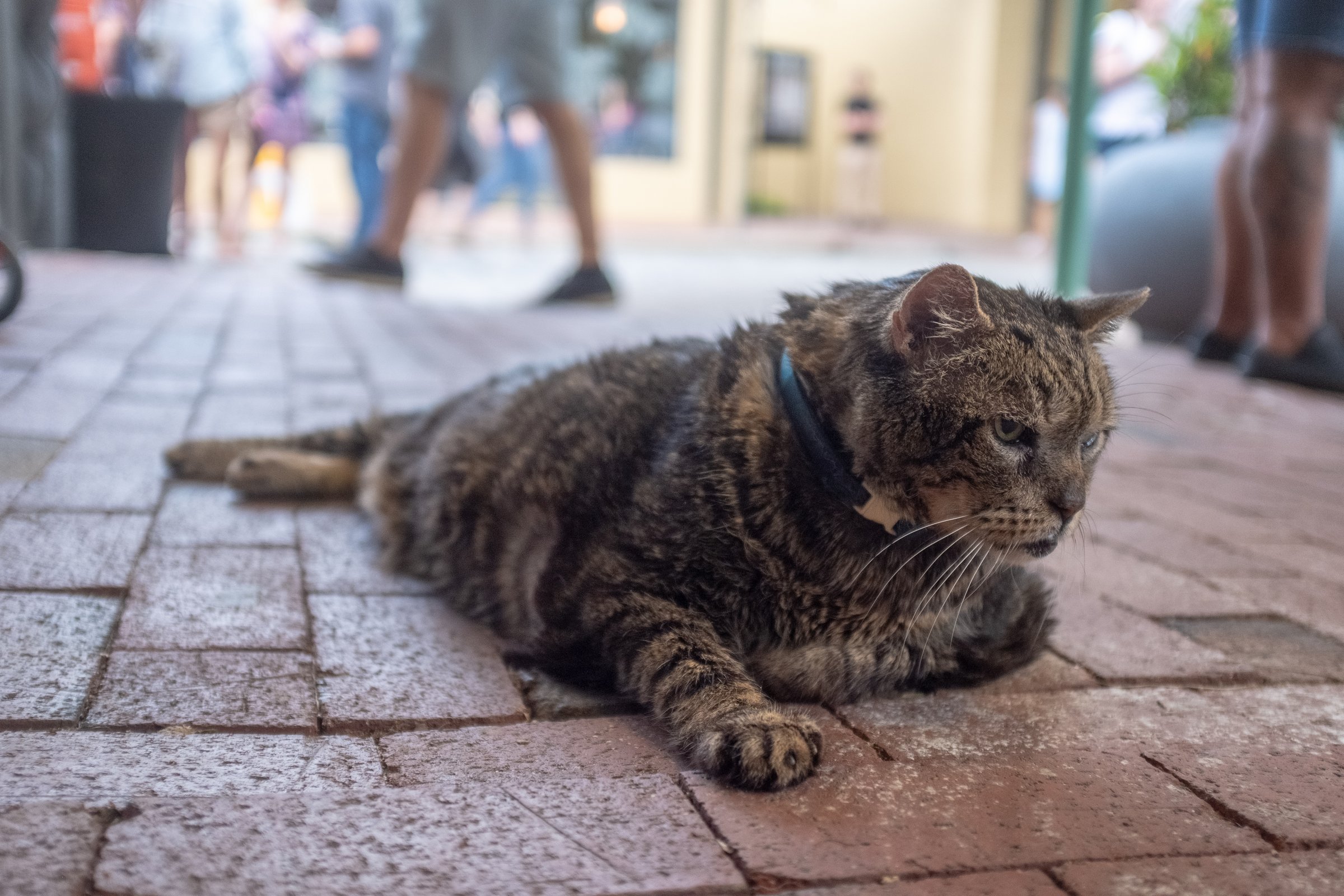 oak city kitty